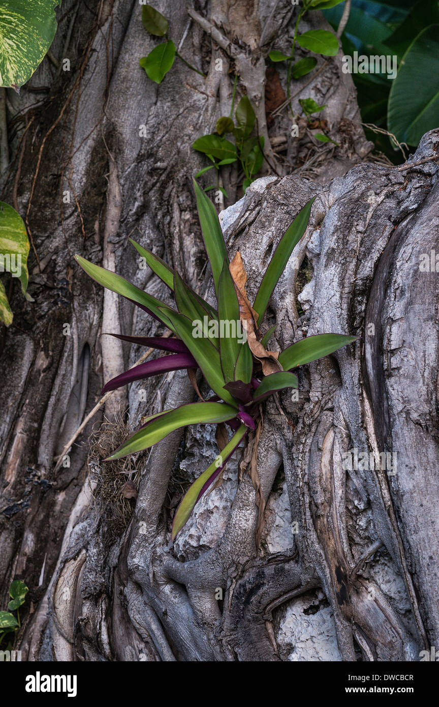 Plantas tropicales crecen fuera de grieta en las raíces de los árboles, Jamaica Foto de stock