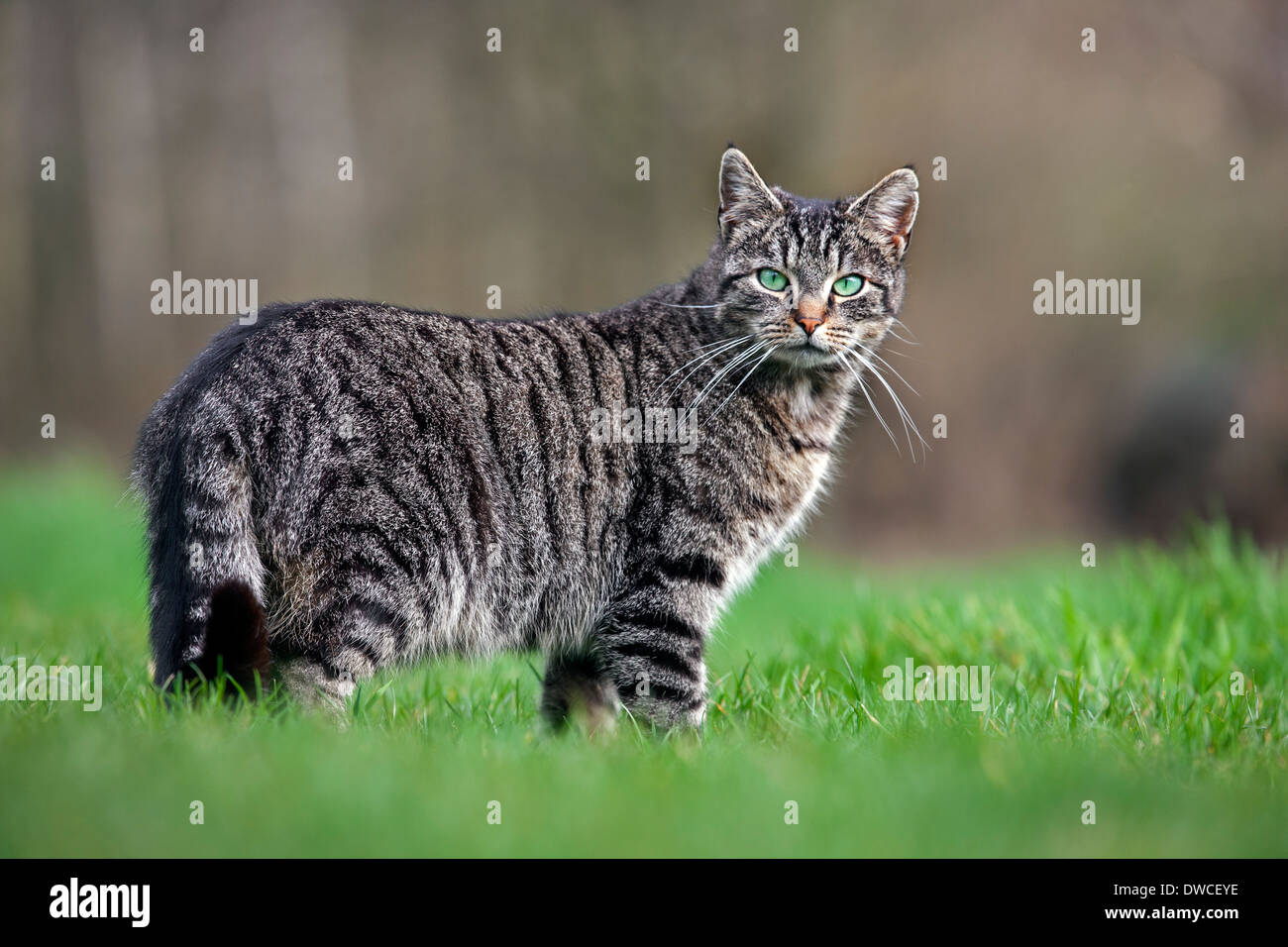 Retrato de gato doméstico con la caballa patrón tabby en el jardín Foto de stock