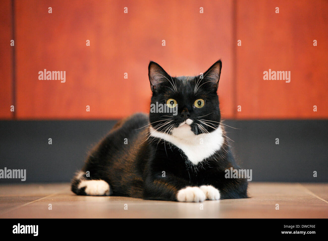 Cerca de tuxedo cat, bicolor gato doméstico con un blanco y negro abrigo descansando en el piso en casa Foto de stock