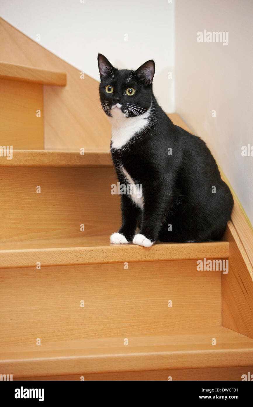Retrato de tuxedo cat, bicolor gato doméstico con un blanco y negro abrigo sentada en las escaleras Foto de stock