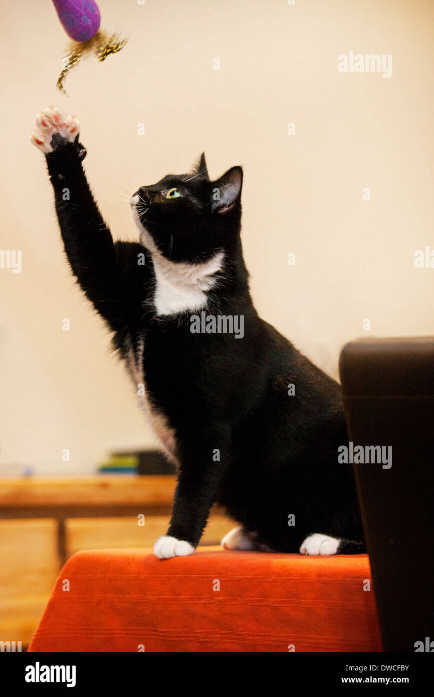 Tuxedo cat, bicolor gato doméstico con un abrigo blanco y negro jugando con el juguete en casa Foto de stock