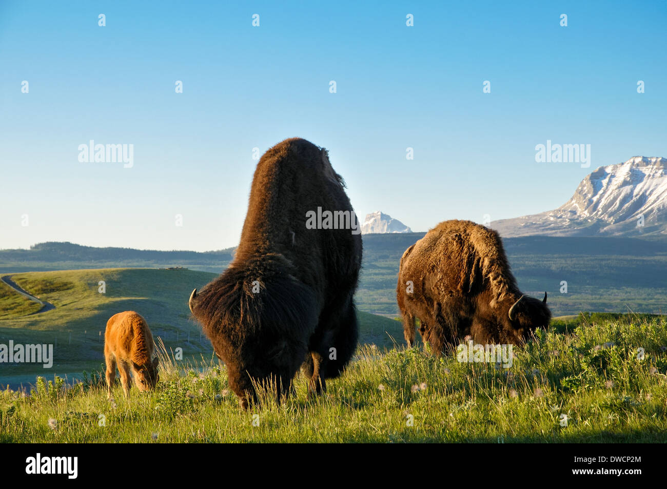 Llanuras el bisonte (Bison bison bison) American Buffalo, Bisontes Paddock, Parque Nacional Waterton Lakes, Alberta Foto de stock
