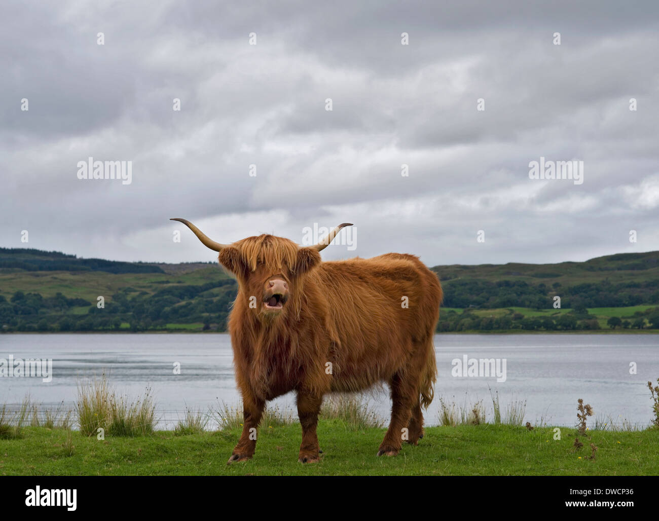 Highland Cow, Escocia Foto de stock
