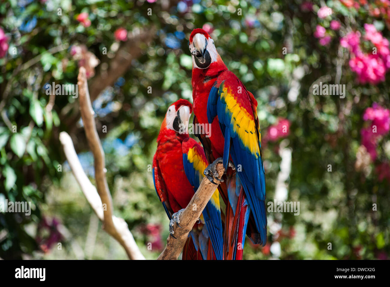 Un par de guacamayas rojas en el Parque de aves Montaña Guacamaya & Nature Reserve en Honduras Foto de stock
