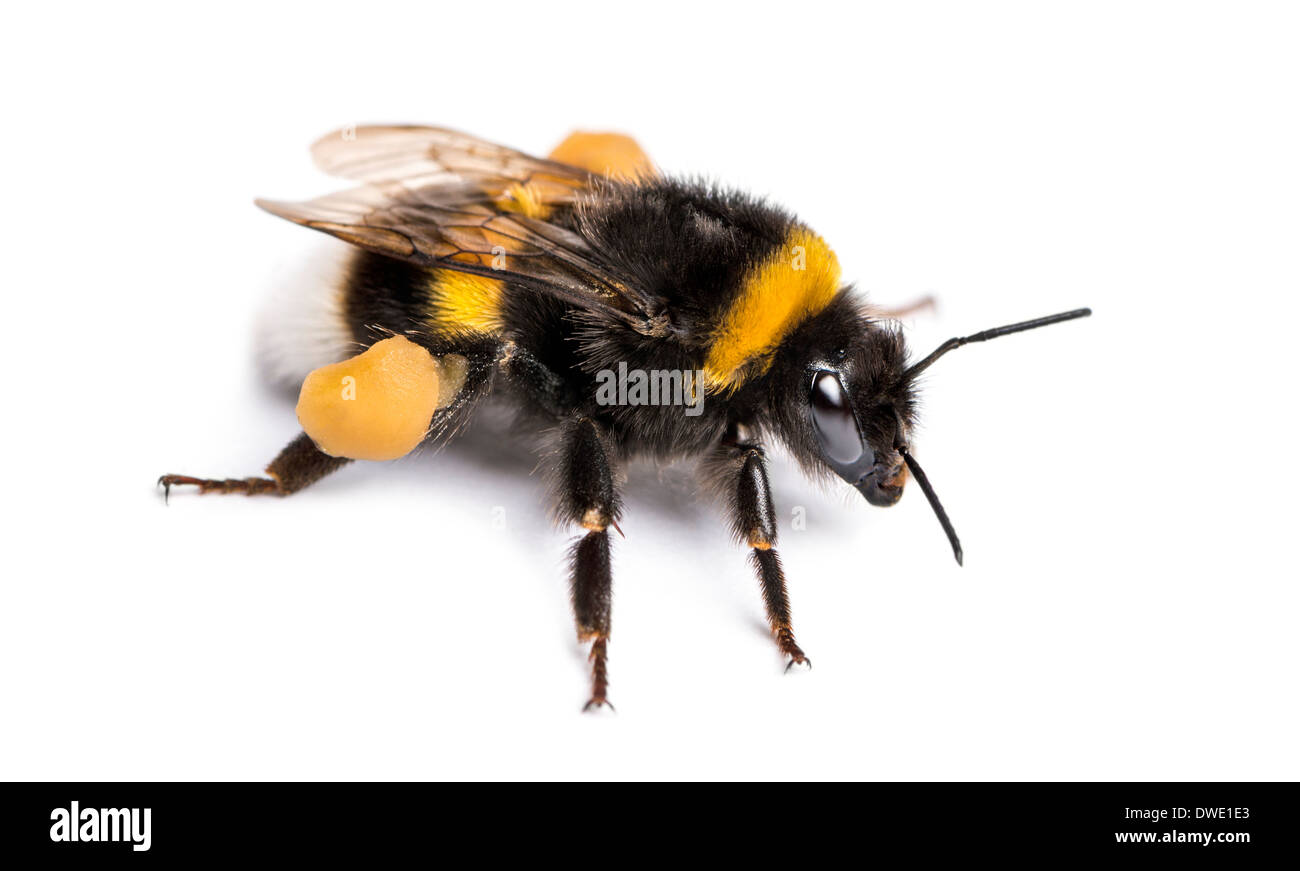 Buff-tailed bumblebee, Bombus terrestris, delante de un fondo blanco Foto de stock