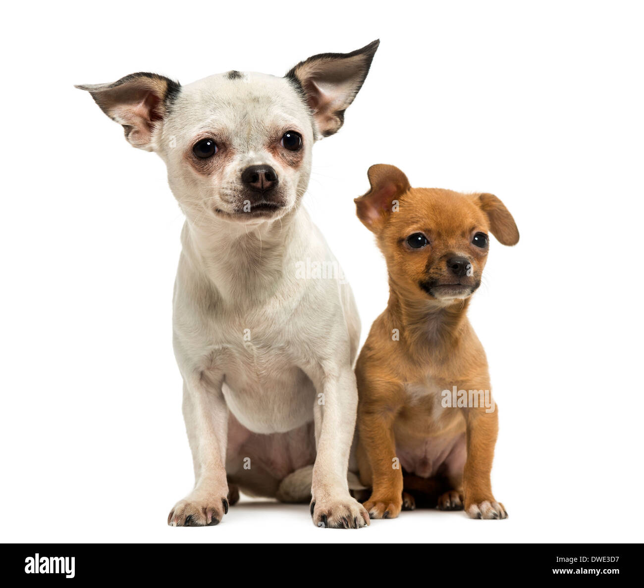 Perros animales caninos mascotas fotografías e imágenes de alta resolución  - Alamy