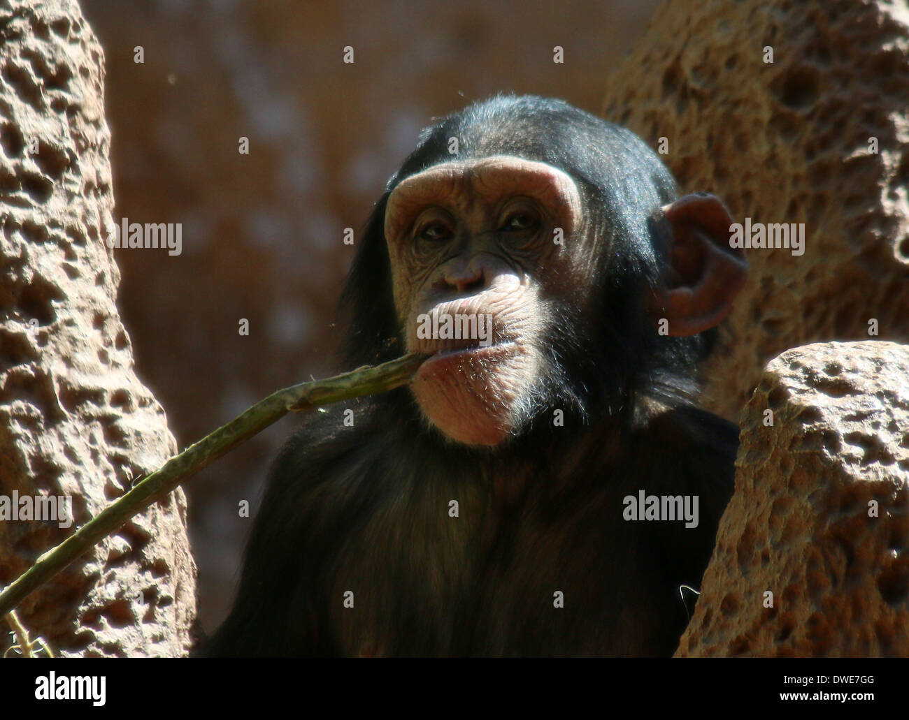 Los menores chimpancé común (Pan troglodytes) masticar una sucursal Foto de stock