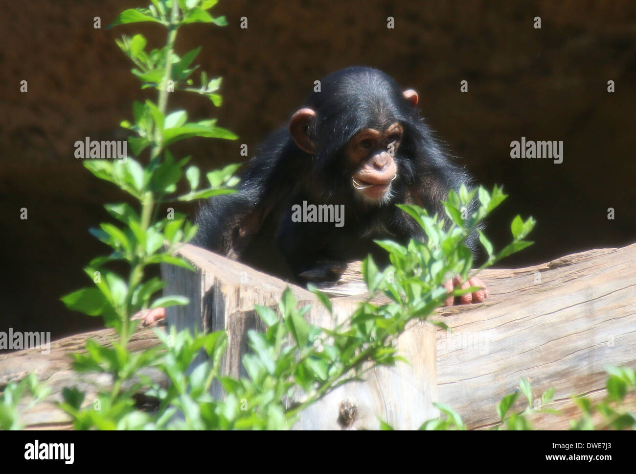 Los menores chimpancé común (Pan troglodytes) Foto de stock