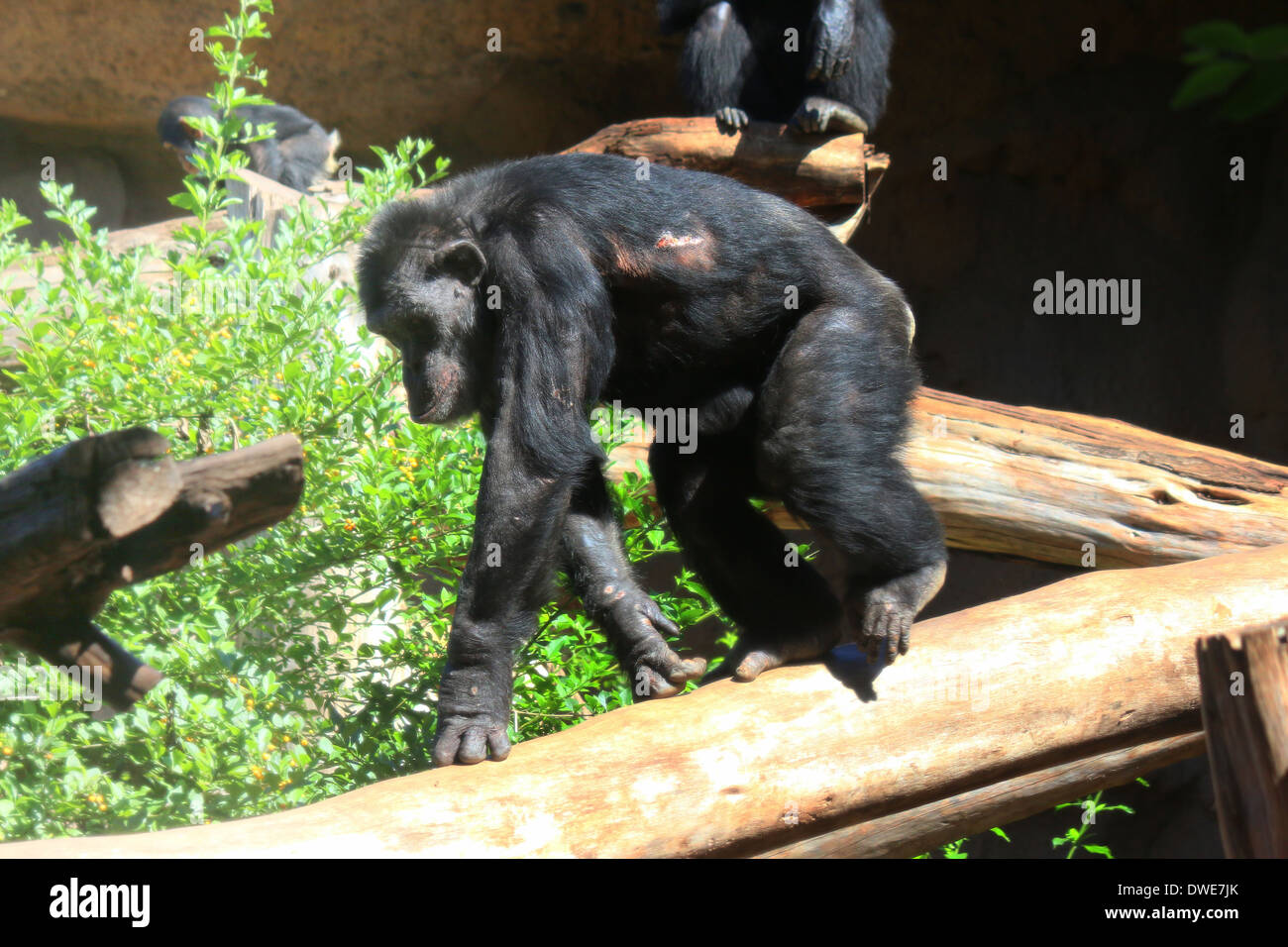 Macho maduro chimpancé común (Pan troglodytes) Foto de stock