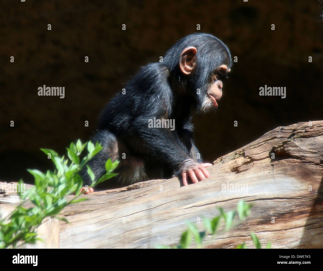 Los menores chimpancé común (Pan troglodytes) Foto de stock