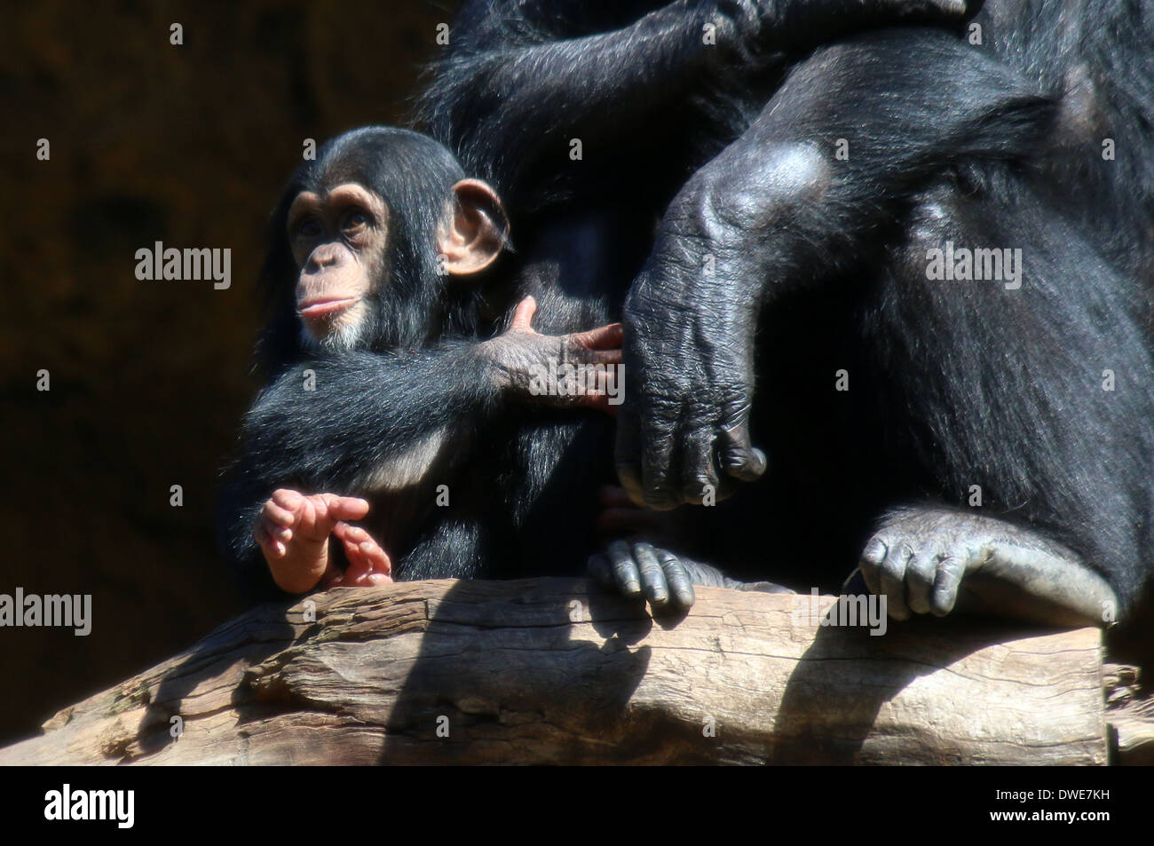 Los menores chimpancé común (Pan troglodytes) sosteniendo la mano del padre Foto de stock
