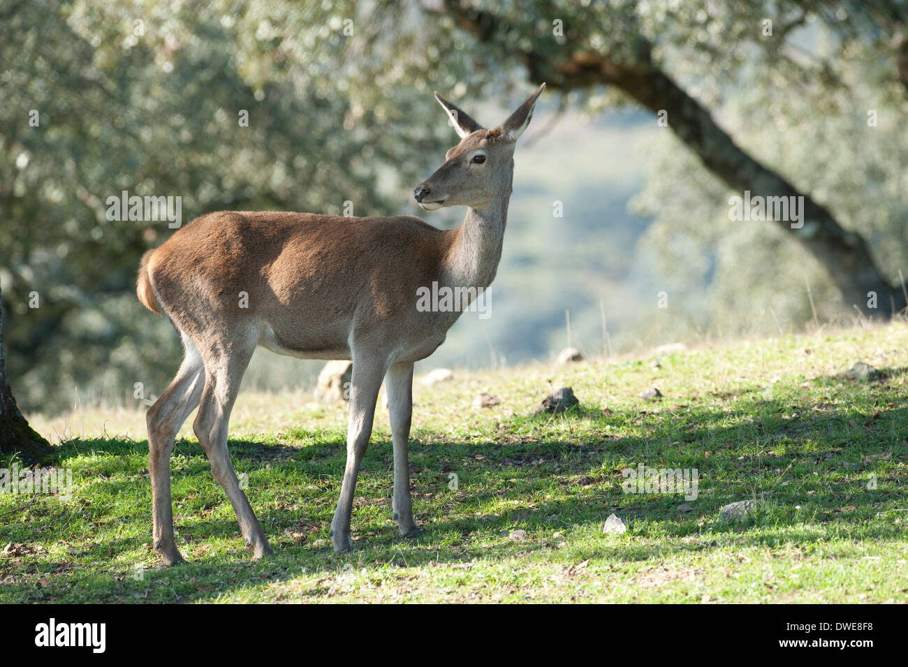 Ciervo rojo Cervus elaphus Andalucia España Foto de stock