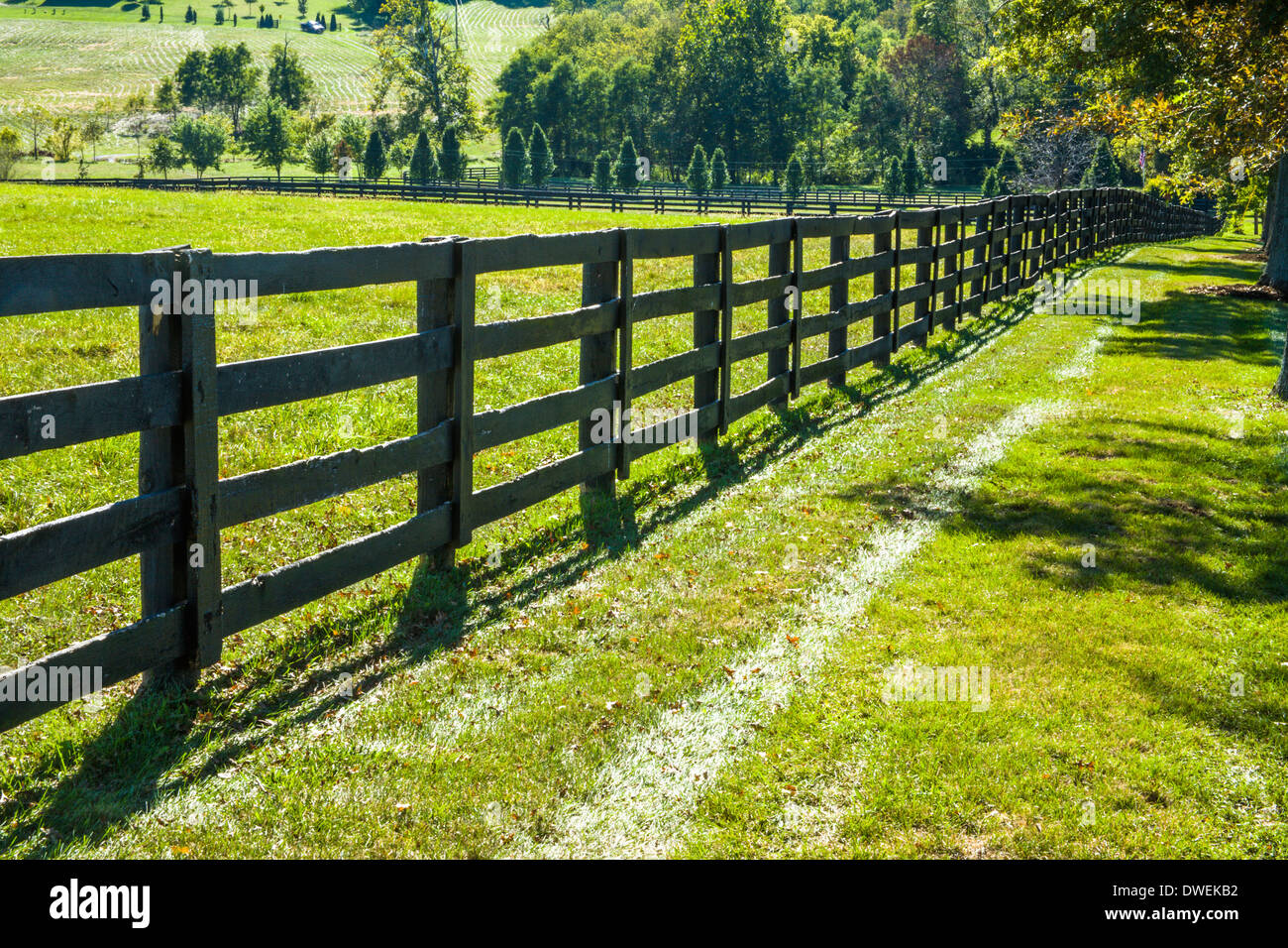 La pasto verde a lo largo de una valla y pastos durante el otoño en el País de caballos, Lexington, Kentucky, EE.UU. Foto de stock