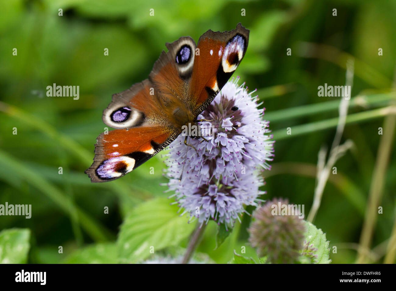 Europeo mariposa pavo real en el Reino Unido (Inachis io) Agosto Foto de stock