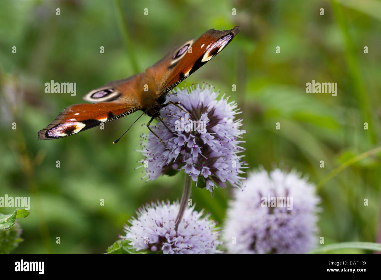Europeo mariposa pavo real en el Reino Unido (Inachis io) Agosto Foto de stock