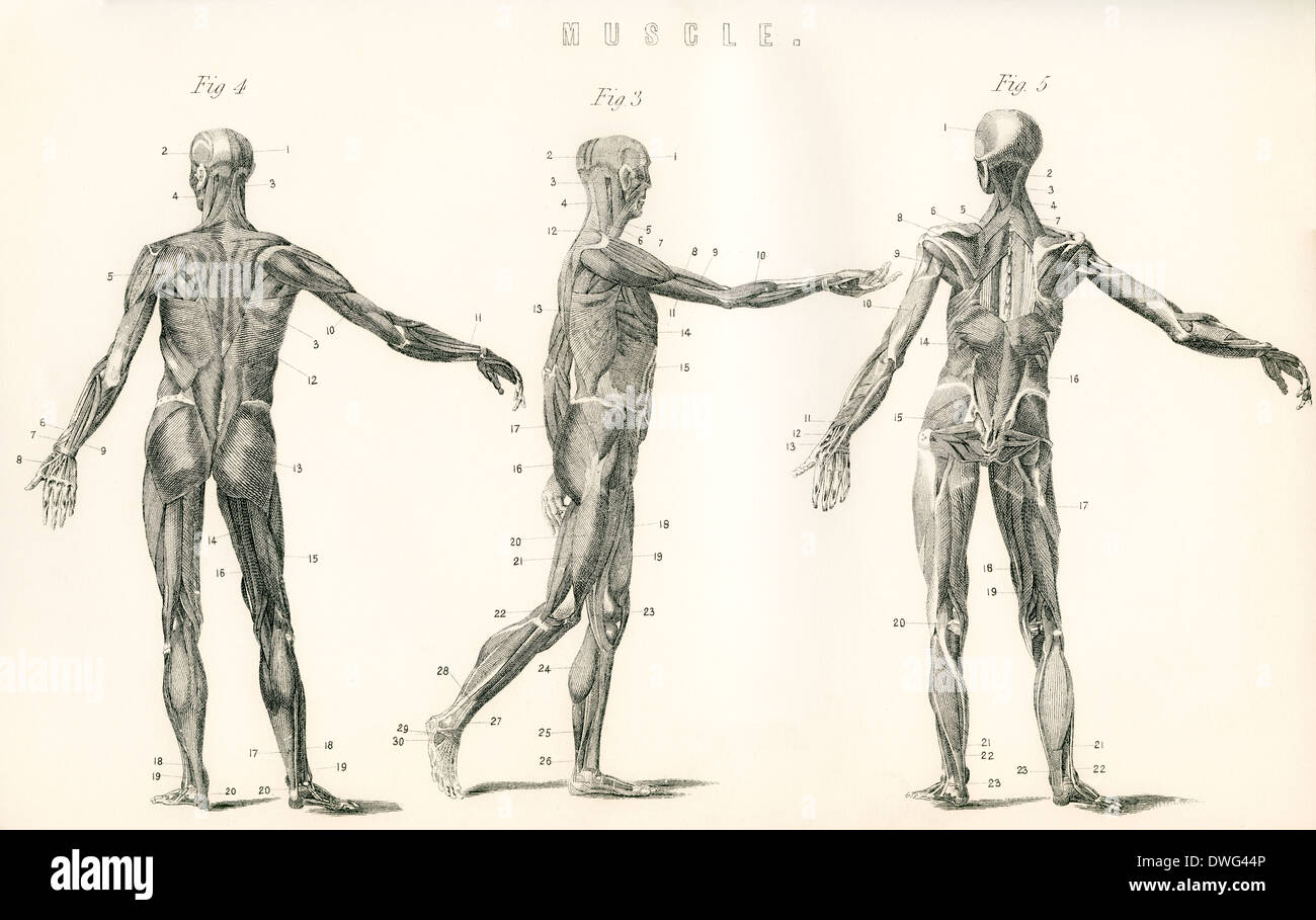 Estudio anatómico del músculo en el cuerpo humano. Foto de stock