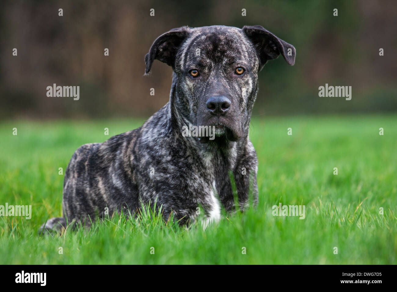 Close Up retrato de cane corso italiano, italiano la raza del perro en el jardín Foto de stock