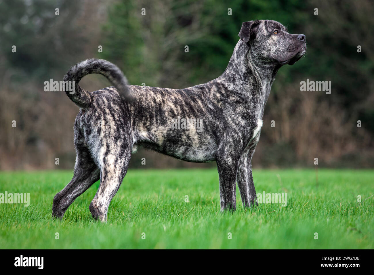 Cane Corso italiano, italiano la raza del perro en el jardín Foto de stock