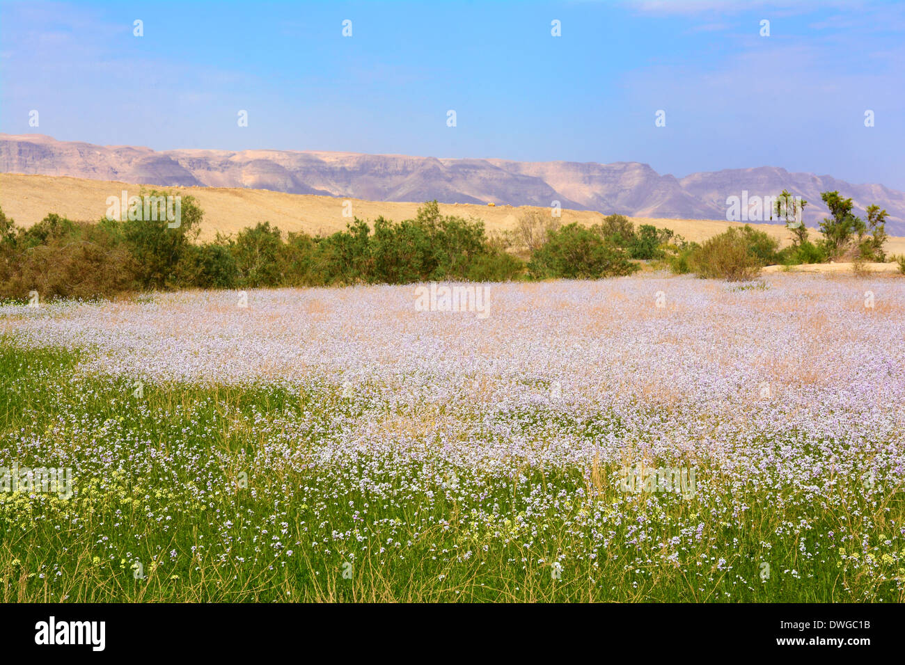 El tiempo de primavera cerca del mar Muerto, Israel Foto de stock
