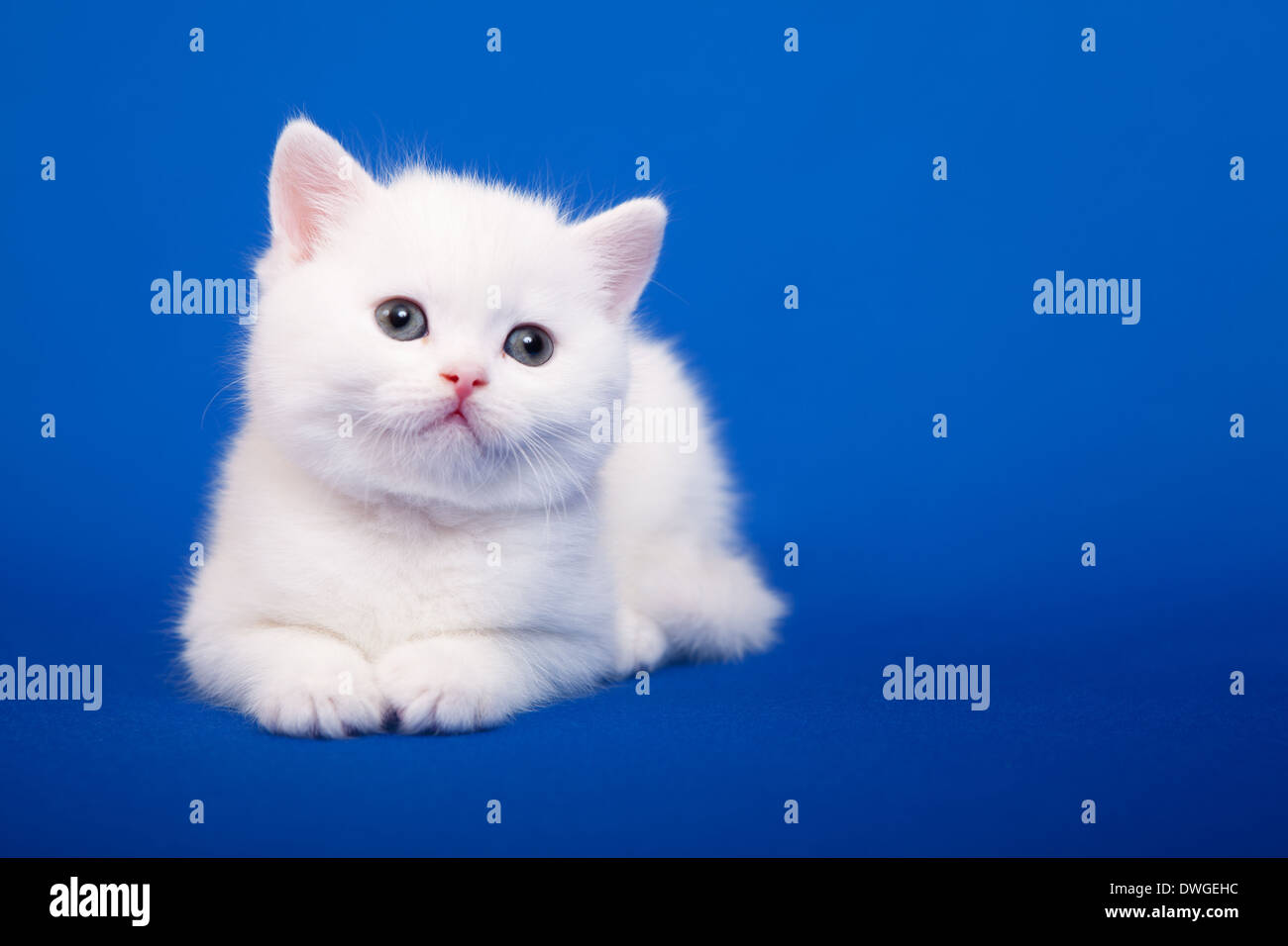 Purebred escocés blanco gato está sentado sobre fondo azul. Foto de stock