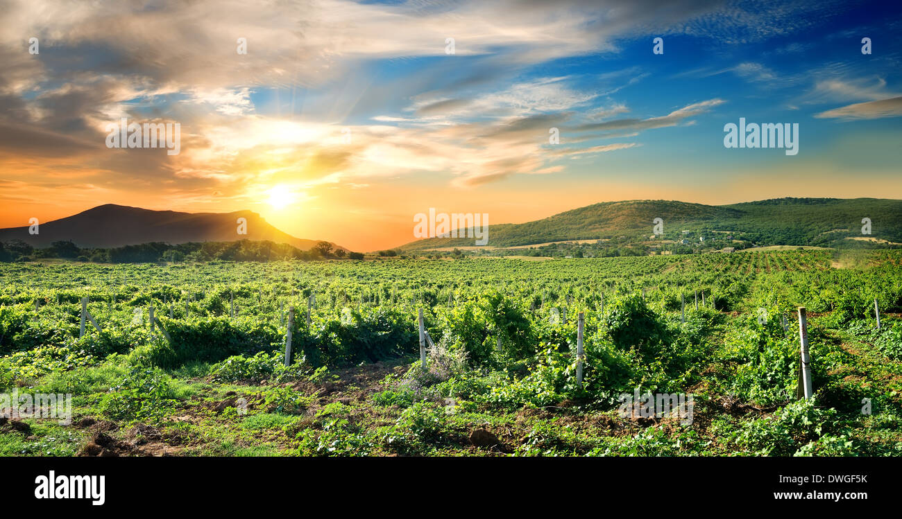 Viña verde al amanecer en la Crimea Foto de stock