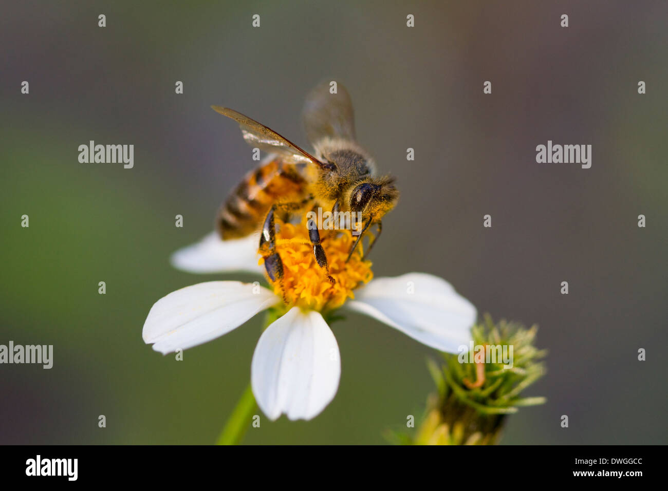 La abeja melífera (Apis mellifera) recogiendo polen en mendigos Tick (Bidens alba), Fort Myers, Florida, EE.UU.. Foto de stock