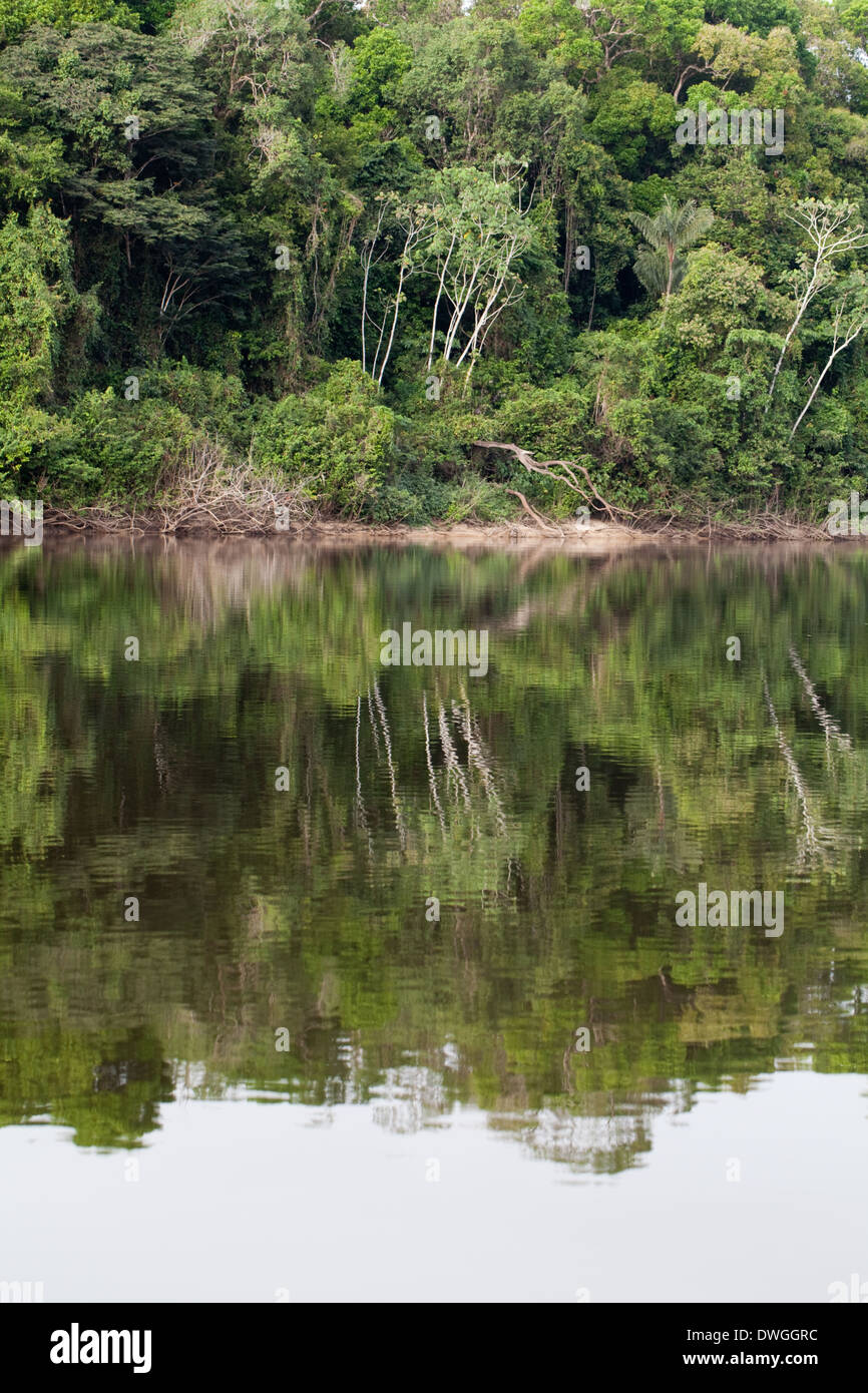 Selva de Iwokrama. Reflexiones de bosque. Atta. Guyana. América del Sur. Foto de stock