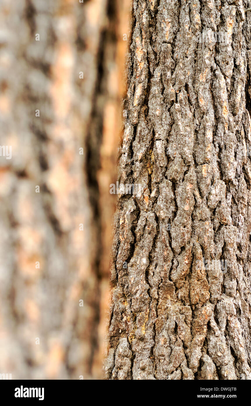 Textura de corteza de árbol con el enfoque selectivo Foto de stock