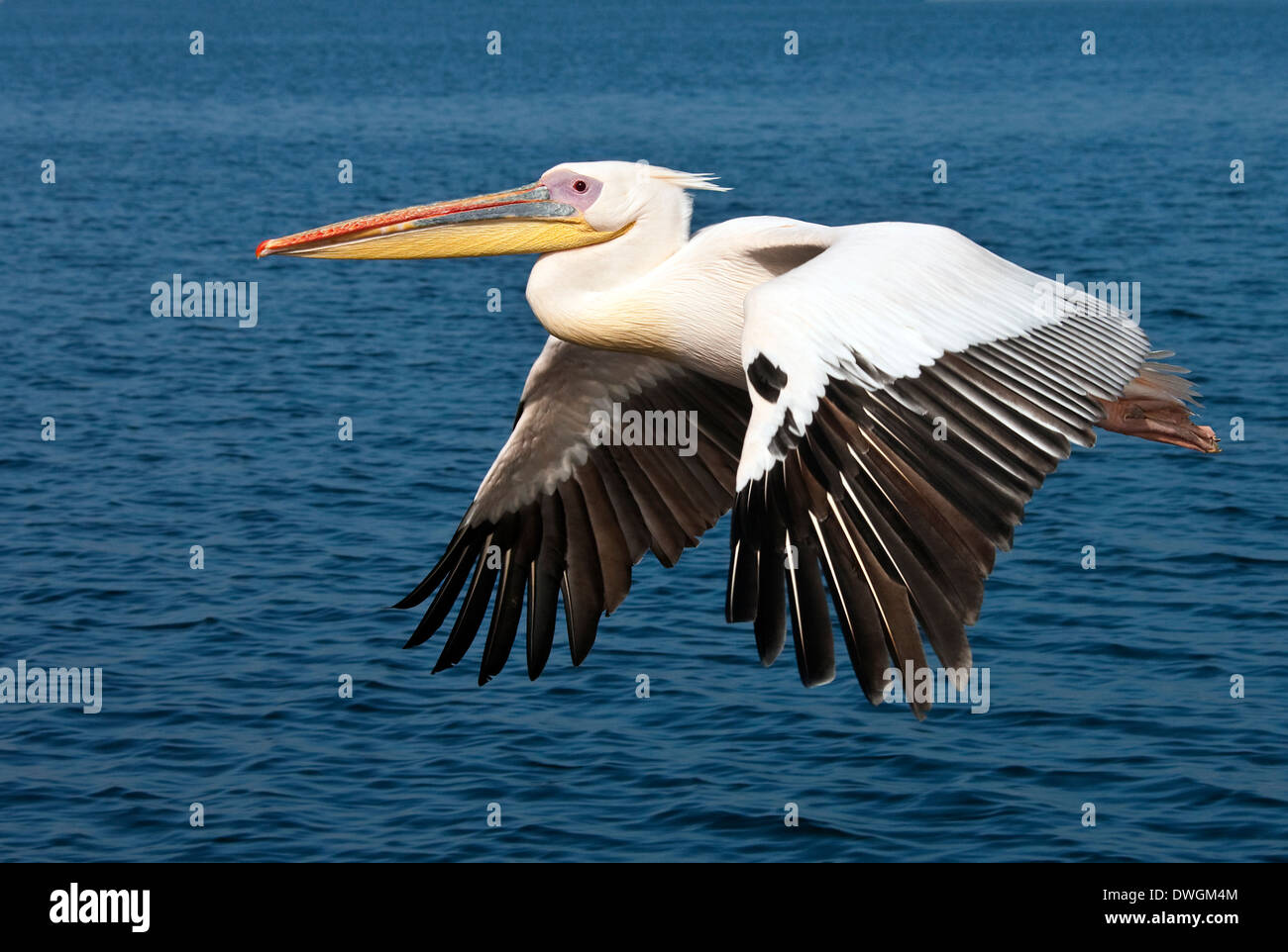 Un gran pelícano blanco (Pelecanus onocrotalus) en vuelo sobre el mar cerca de la costa de Namibia Foto de stock