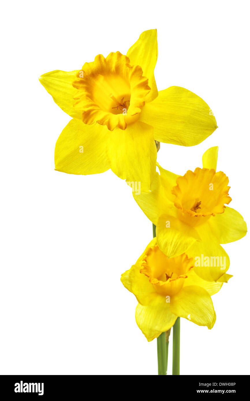 Narcisos amarillos aislados sobre el fondo blanco. Foto de stock