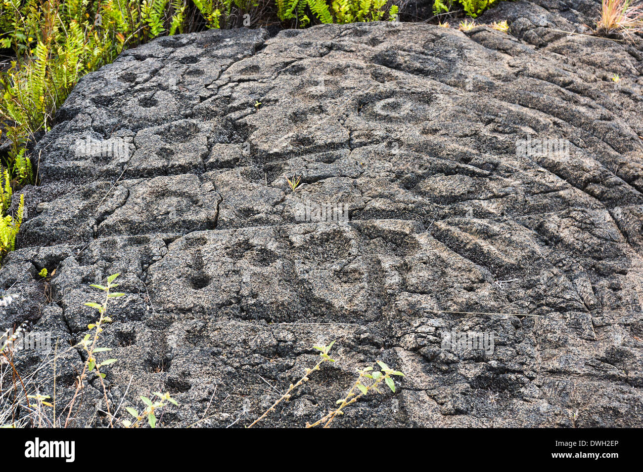 Pu'u Loa petroglifos, Hawai'i Volcanoes National Park, Big Island, Hawaii, EEUU. Foto de stock