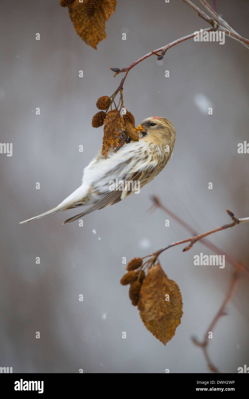 Carduelis hornemanni Redpoll canosos alimentándose en amentos junto Dalton Highway, Alaska, en octubre. Foto de stock