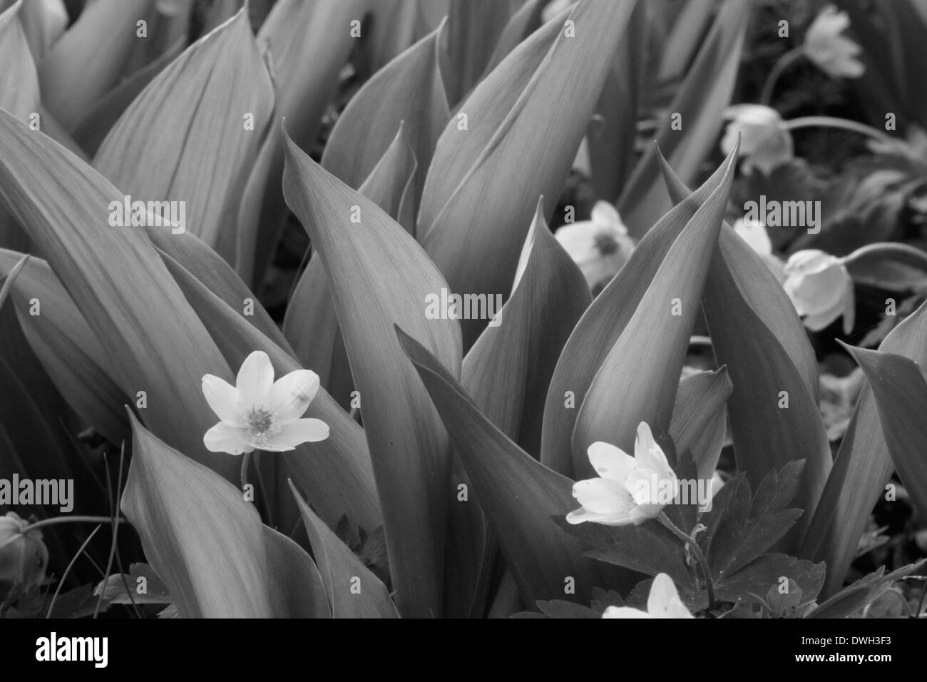12 piezas de bulbos de lirio blanco de los valles Convallaria Majalis Bell Orquídea flor bulbos perennes para plantación de jardín al aire libre 