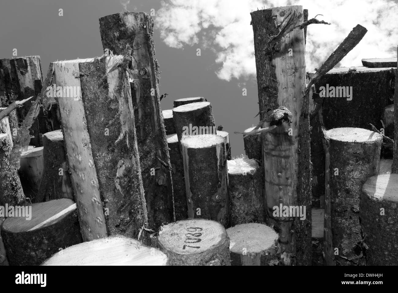 Madera apilados esperando transporte para molinos de papel. Fotografía en blanco y negro. Foto de stock