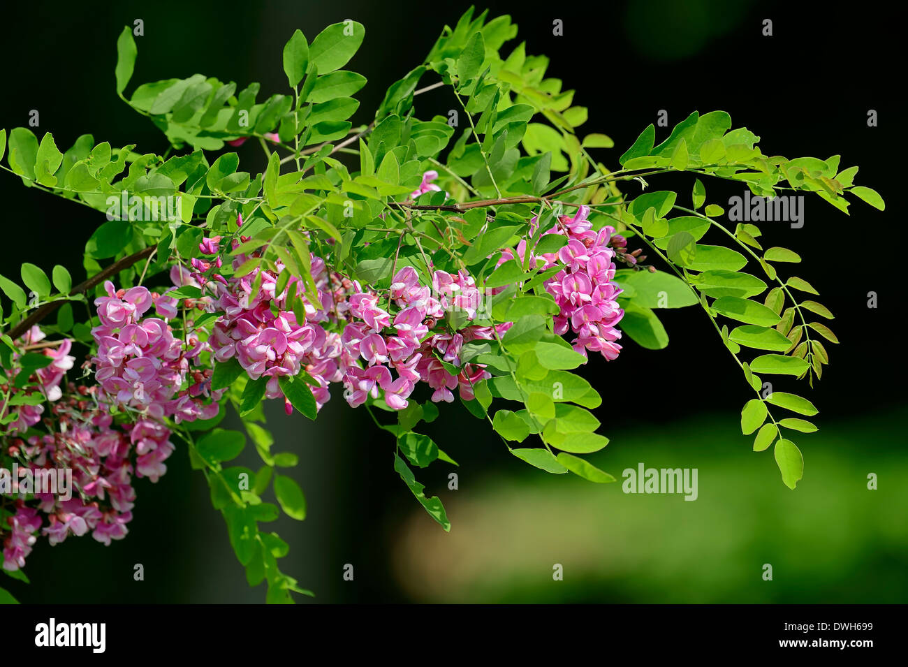 Falsa Acacia o Robinia 'Casque Rouge' (Robinia pseudoacacia) Foto de stock