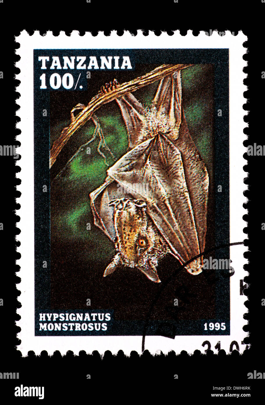 Murciélago cabeza de martillo fotografías e imágenes de alta resolución -  Alamy