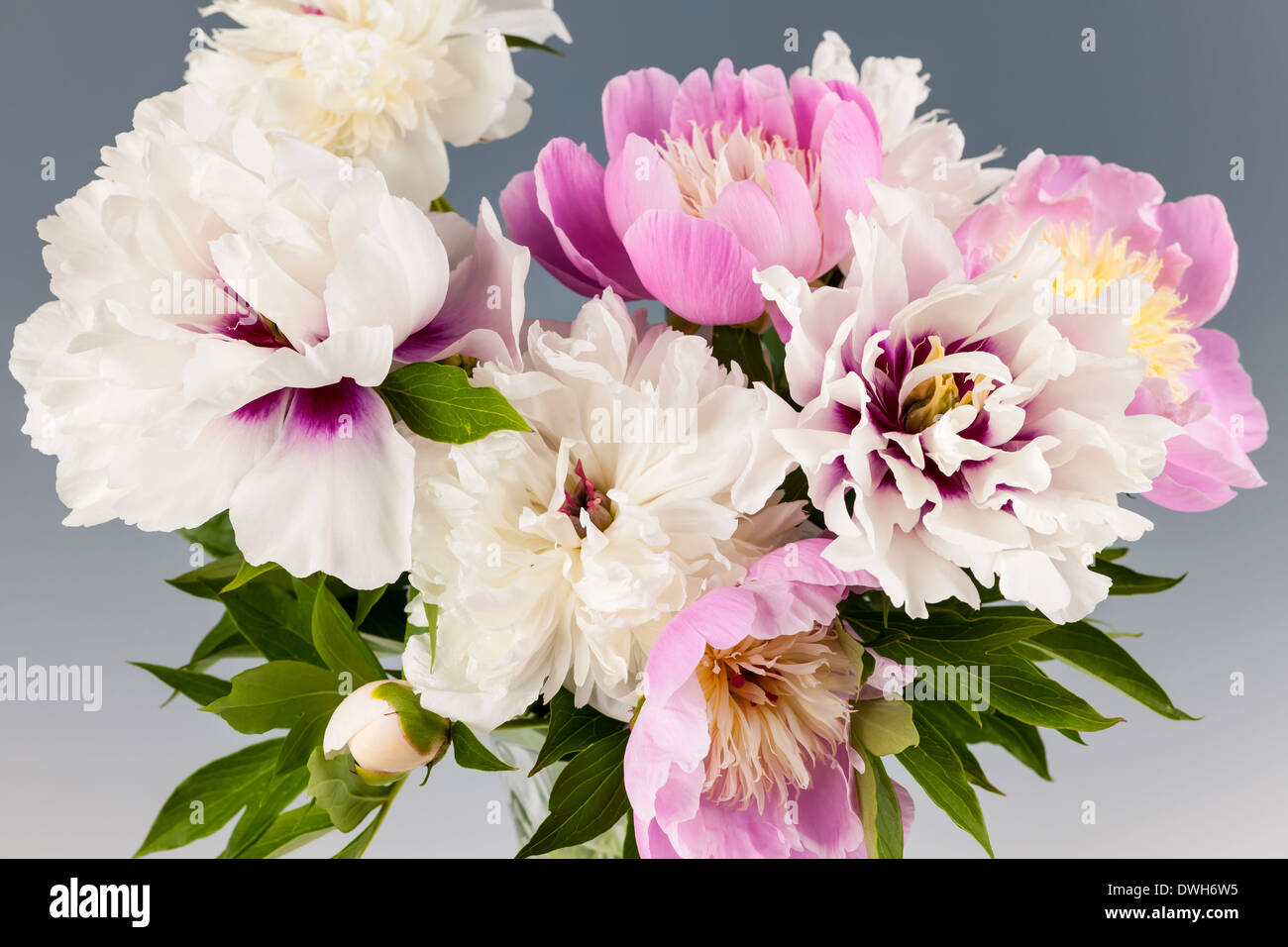 Bouquet de rosas y flores de peonía blanca sobre fondo gris, Foto de estudio Foto de stock