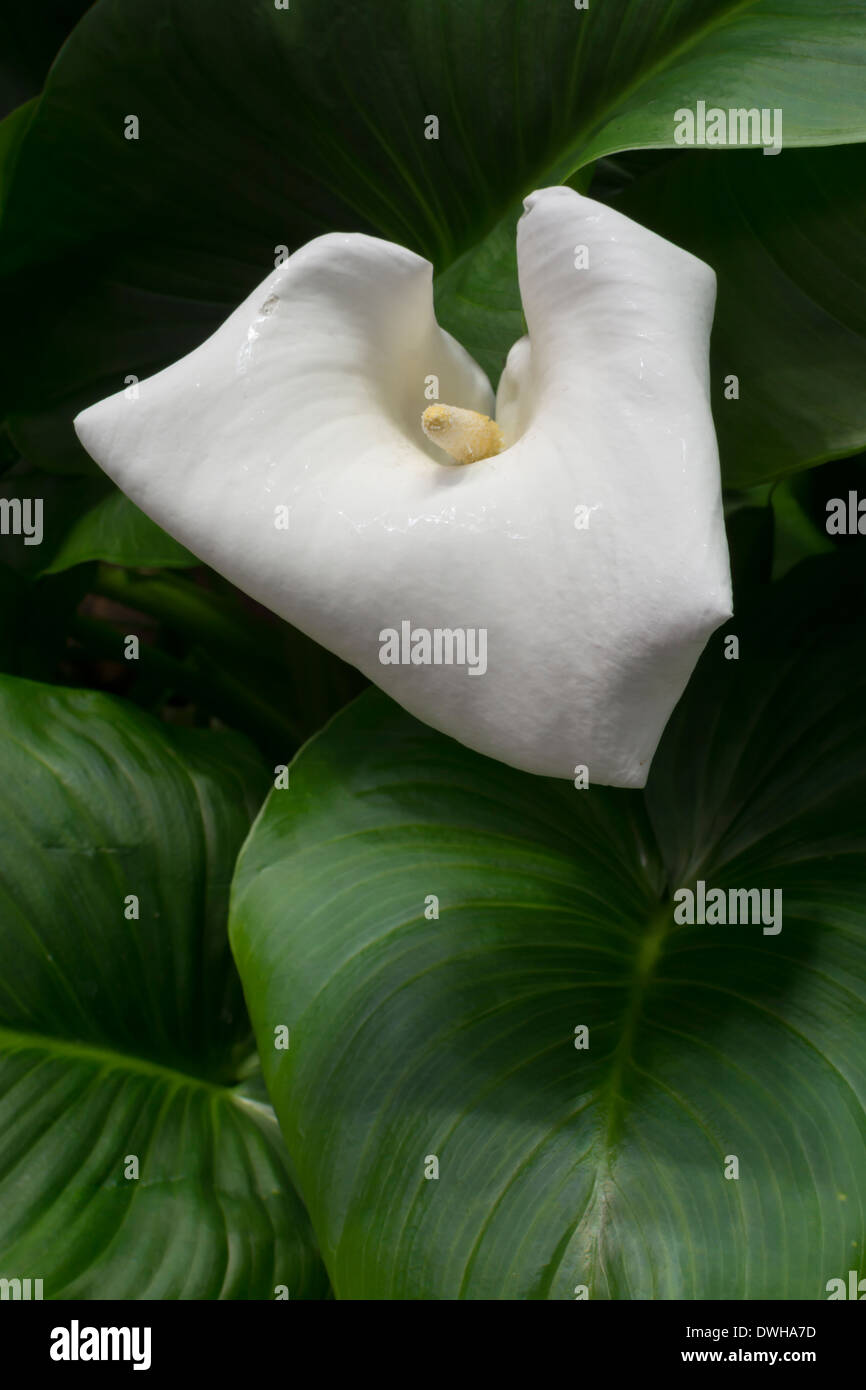 Blanco calla sobre hojas verdes. Imágenes verticales. Foto de stock