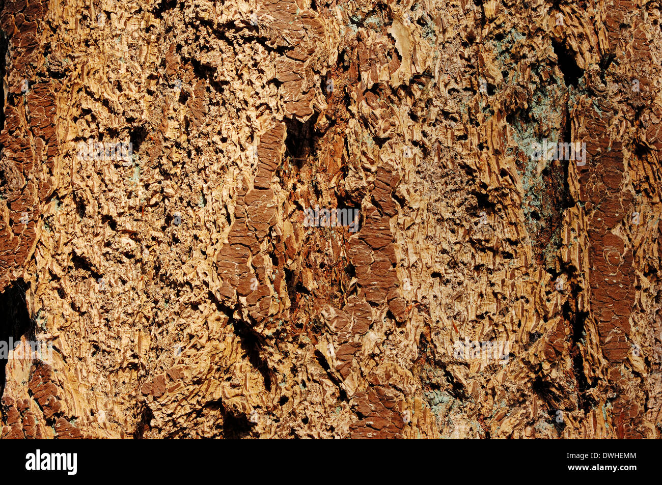El abeto de Douglas, abeto de Douglas o pino de Oregón (Pseudotsuga menziesii), corteza Foto de stock