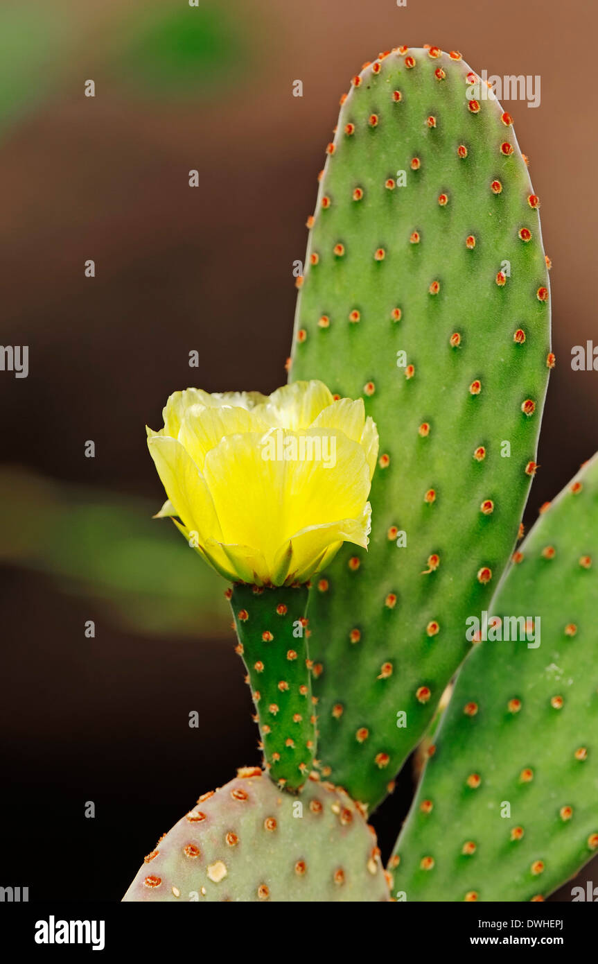 Higo, Nopal, Opuntia, Berbería Fig, Nopal o cactus sin espinas (Opuntia ficus-indica) Foto de stock
