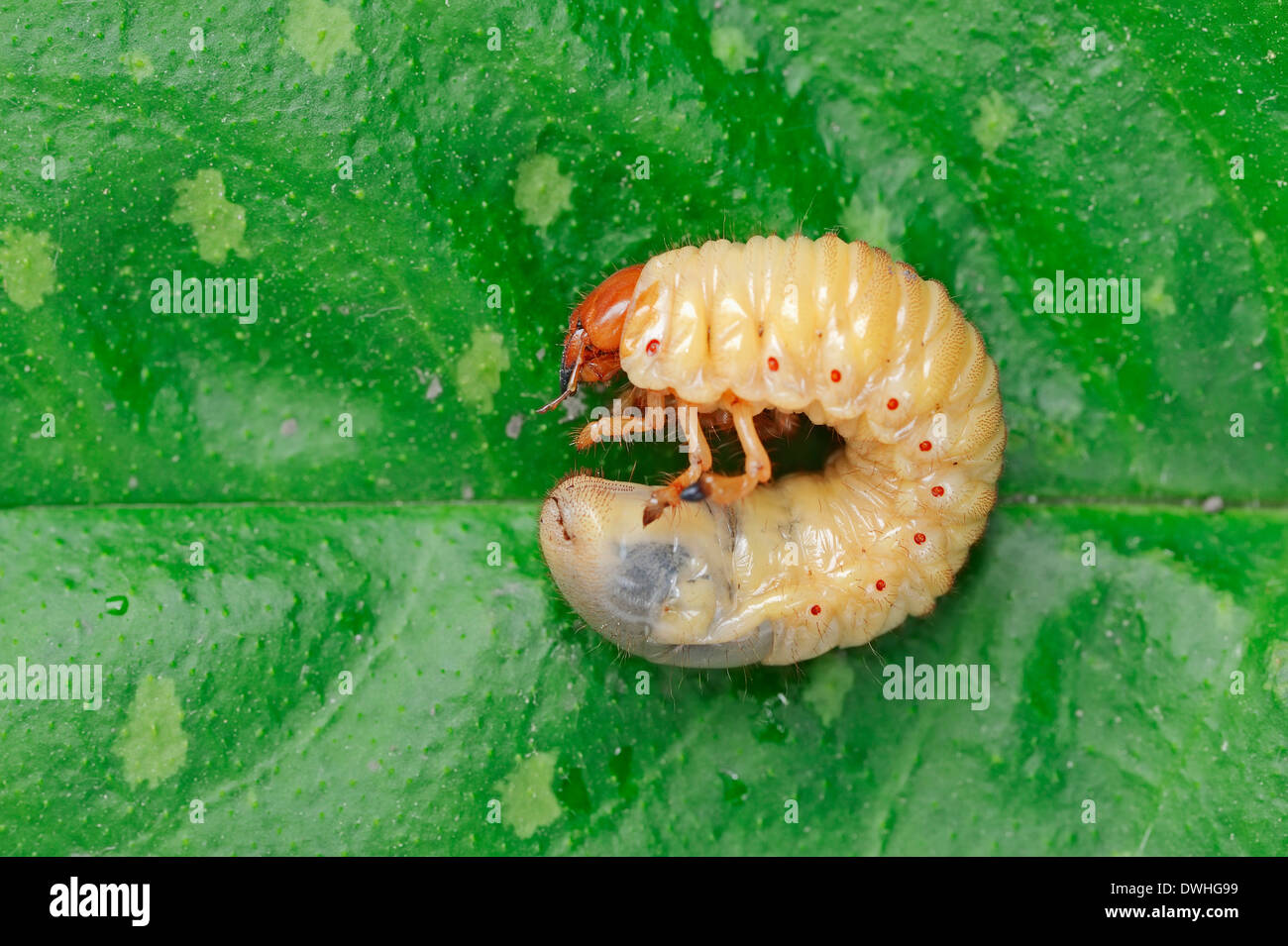 Cockchafer comunes o bug (Melolontha melolontha), larva, Renania del Norte-Westfalia, Alemania Foto de stock