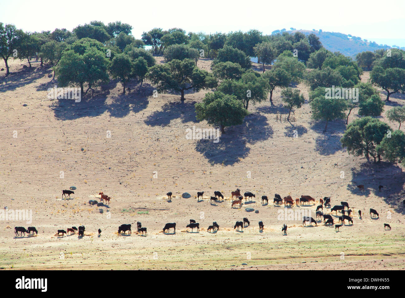 La manada de toros de pura raza español hermoso pasto Foto de stock