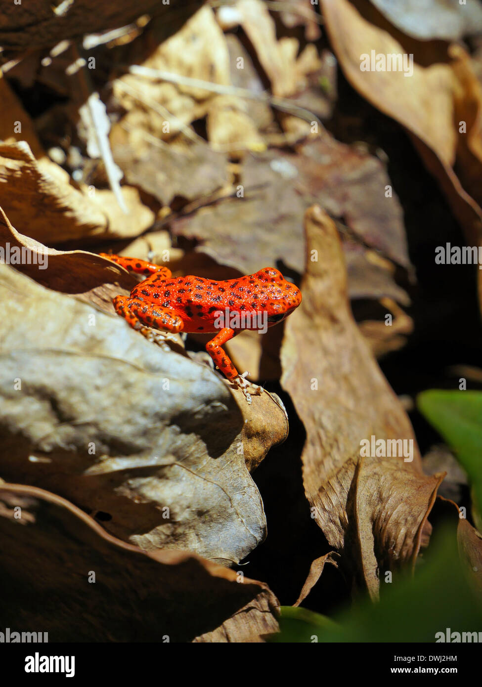 Strawberry poison dart frog, Oophaga pumilio, Isla Bastimentos, Bocas del Toro, Panamá Foto de stock
