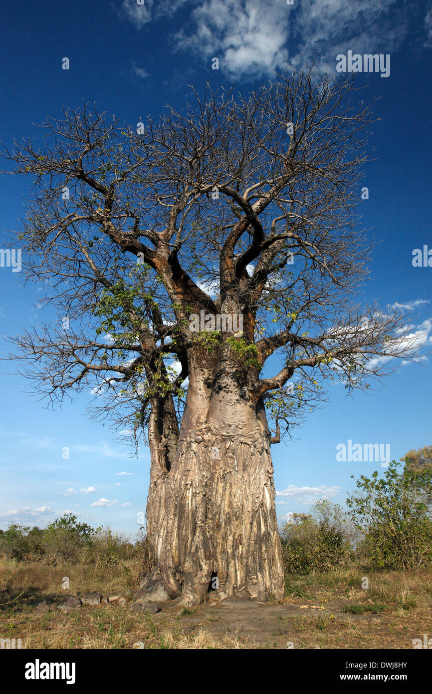 Un viejo árbol baobab (Adansonia digitata) en la zona de Savuti Botswana Foto de stock