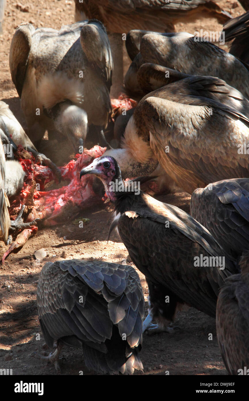 Lappet frente y encapuchado buitres alimentándose de matar cerca de las Cataratas Victoria en Zimbabwe Foto de stock