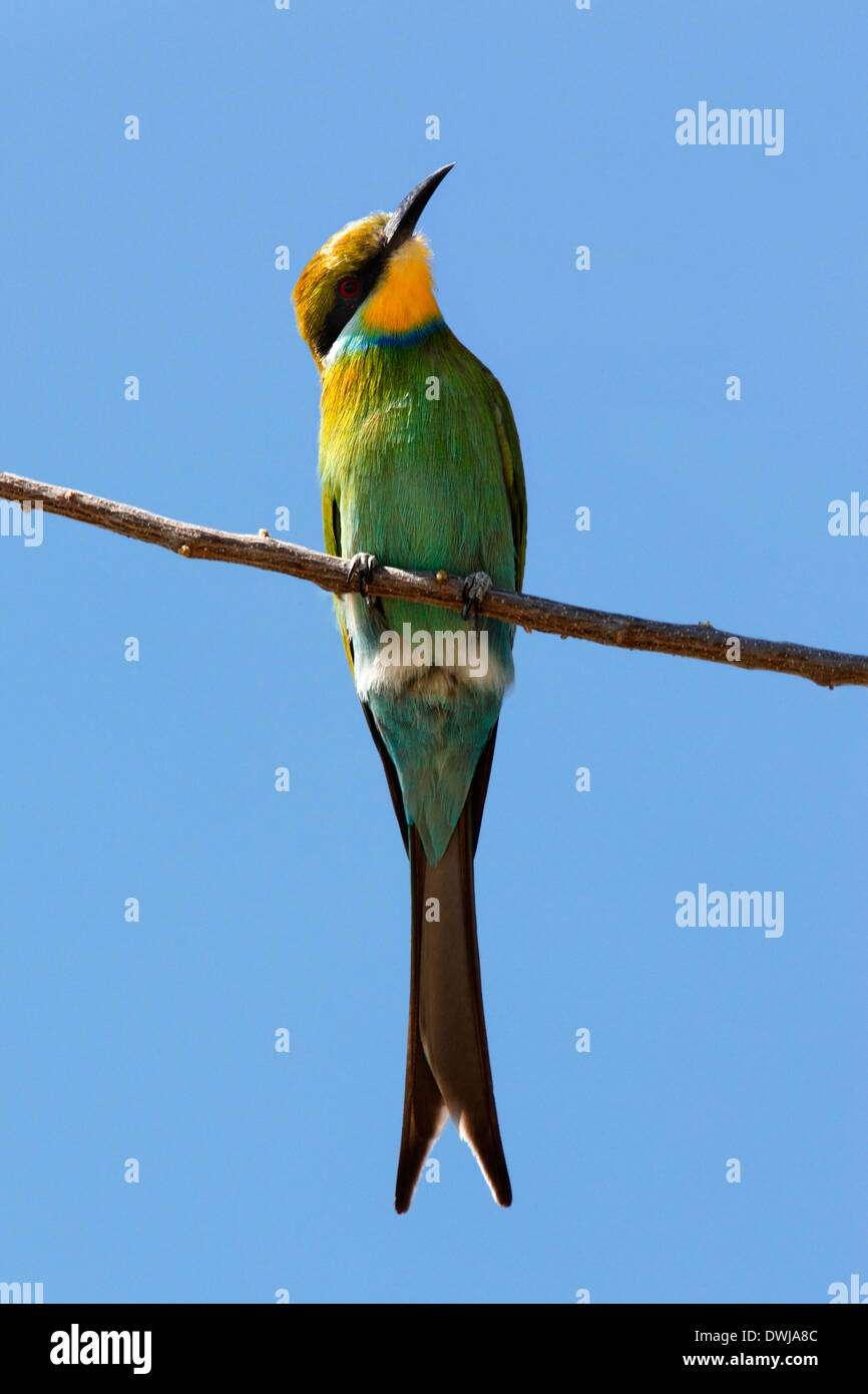 (Merops hirundineus Bee-Eater Swallowtailed) en el Parque Nacional de Etosha, en Namibia Foto de stock