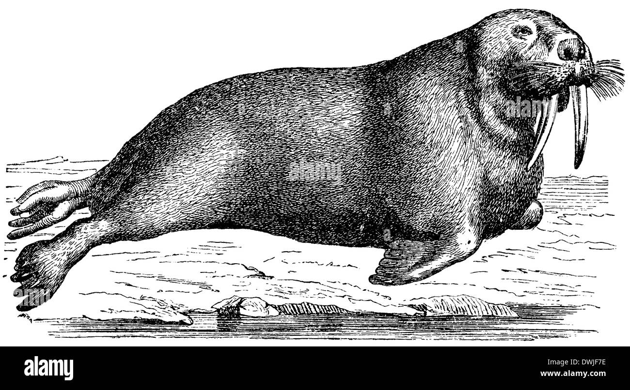 Animal de la morsa stock de ilustración. Ilustración de océano - 55331455