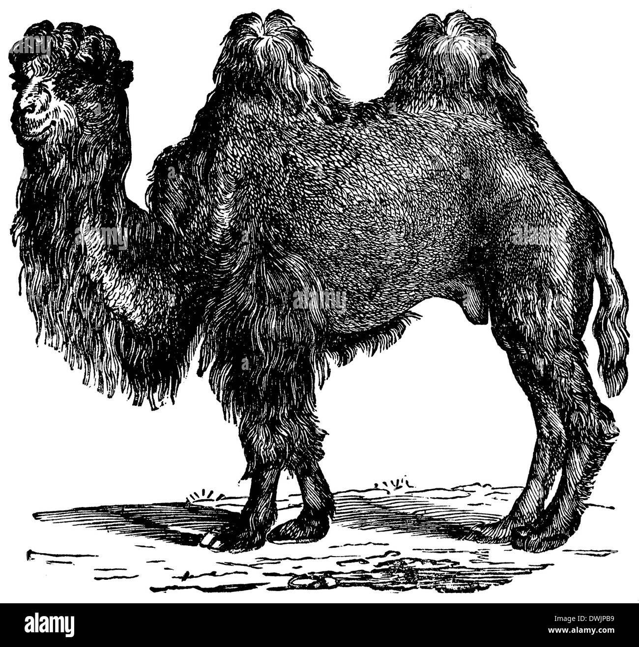 Camello bactriano Foto de stock