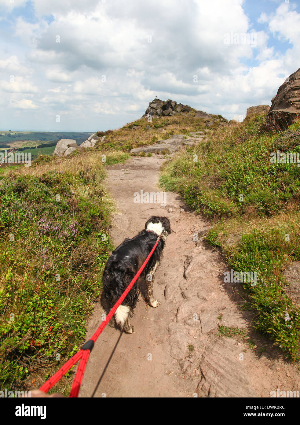 Un Border Collie perro en una derivación en un recorrido por encima de la  parte superior de las cucarachas Staffordshire Peak District Fotografía de  stock - Alamy