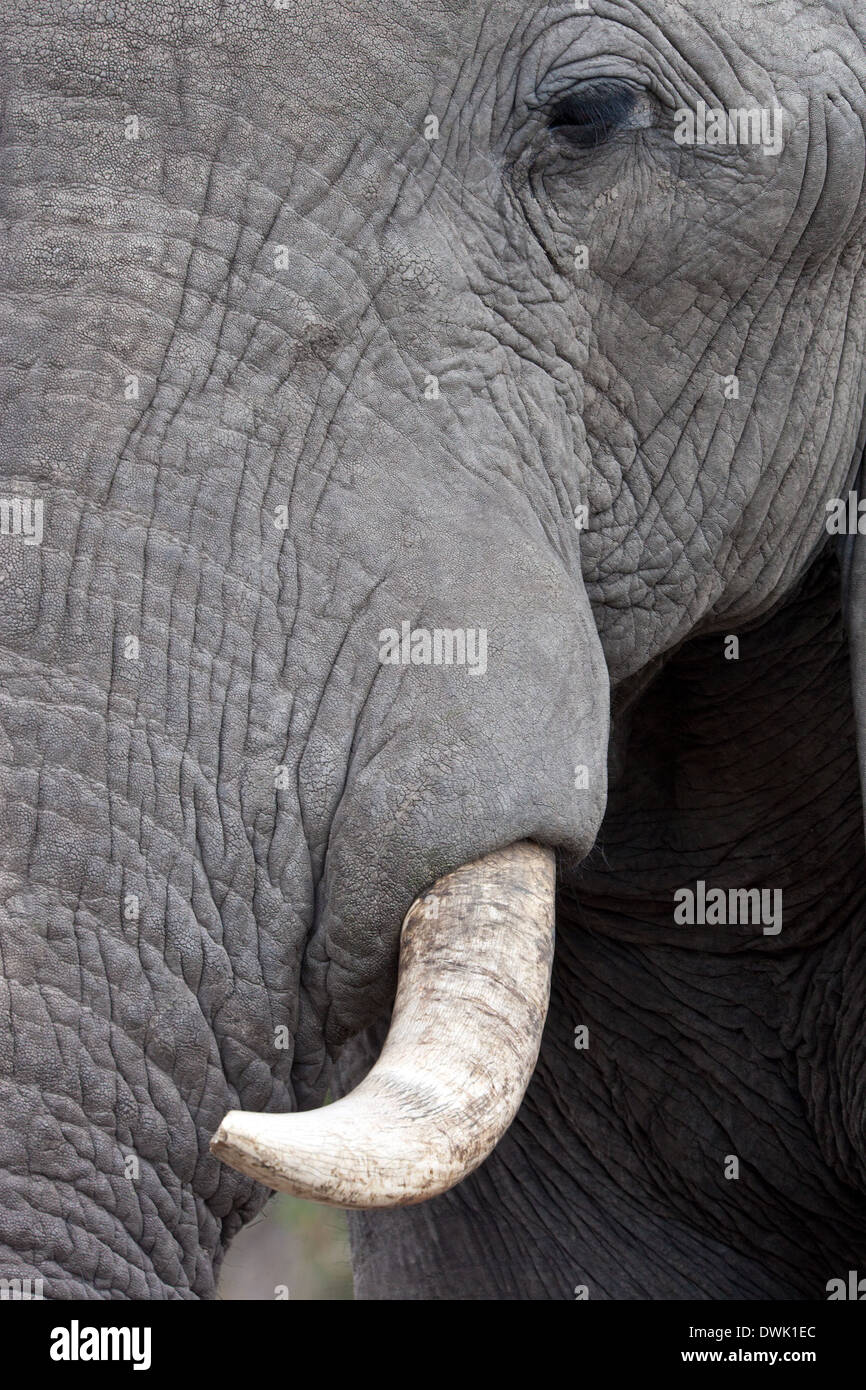 Cerca del colmillo y ojo de un elefante africano (Loxodonta africana) en la región de Savuti Botswana Foto de stock